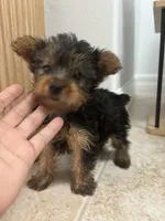 Tomy, a male Yorkshire Terrier for sale in Lehigh Acres, FL – 5 of 10
