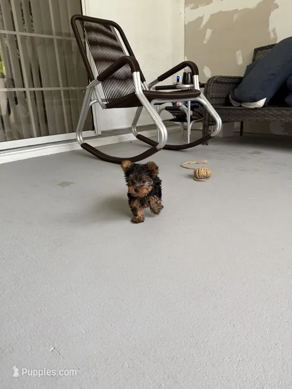 Teddy – Yorkshire Terrier puppy for sale in Lehigh Acres, FL