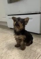 Lyla, a female Yorkshire Terrier for sale in Lehigh Acres, FL – 2 of 3