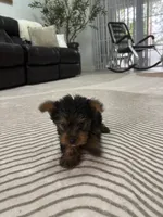 Tomy, a male Yorkshire Terrier for sale in Lehigh Acres, FL – 9 of 10
