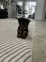 Tomy, a male Yorkshire Terrier for sale in Lehigh Acres, FL – 2 of 10