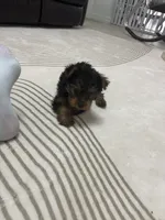 Tomy, a male Yorkshire Terrier for sale in Lehigh Acres, FL – 7 of 10