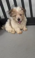 Mylo , a male Morkie for sale in Lehigh Acres, FL – 2 of 3