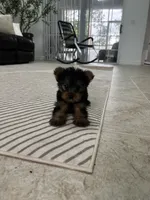 Tomy, a male Yorkshire Terrier for sale in Lehigh Acres, FL – 8 of 10