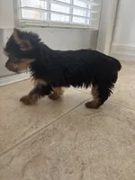 Lyla, a female Yorkshire Terrier for sale in Lehigh Acres, FL – 3 of 3
