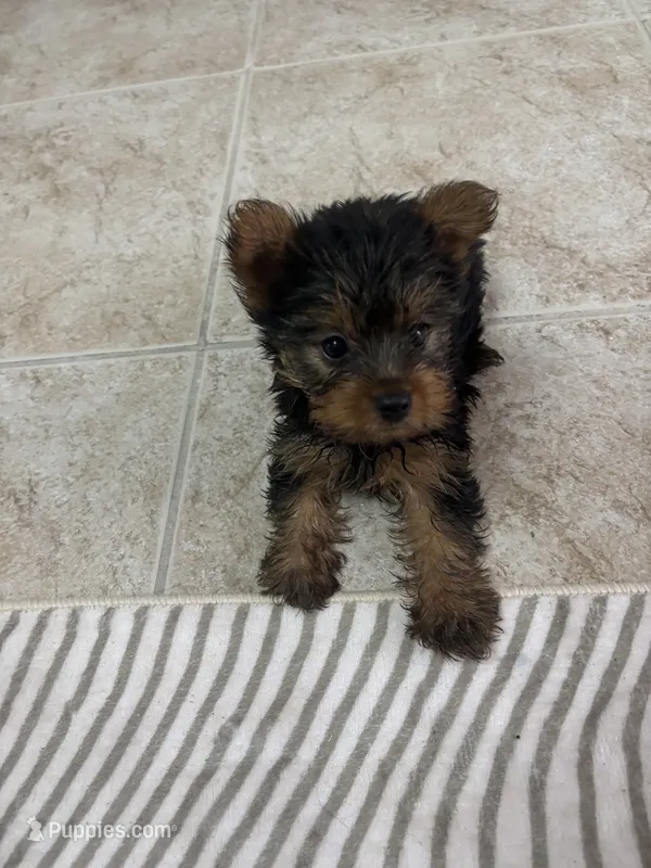 Tomy – Yorkshire Terrier puppy for sale in Lehigh Acres, FL