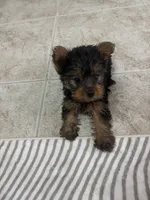 Tomy, a male Yorkshire Terrier for sale in Lehigh Acres, FL – 1 of 10