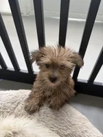 Myla, a female Morkie for sale in Lehigh Acres, FL – 2 of 2