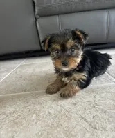 Lyla, a female Yorkshire Terrier for sale in Lehigh Acres, FL – 1 of 3