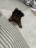 Tomy, a male Yorkshire Terrier for sale in Lehigh Acres, FL – 4 of 10