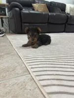 Tomy, a male Yorkshire Terrier for sale in Lehigh Acres, FL – 6 of 10