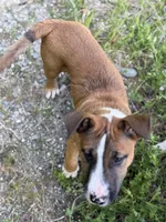 rocky, a male Bull Terrier and American Bully for sale in Custer, WA – 5 of 8
