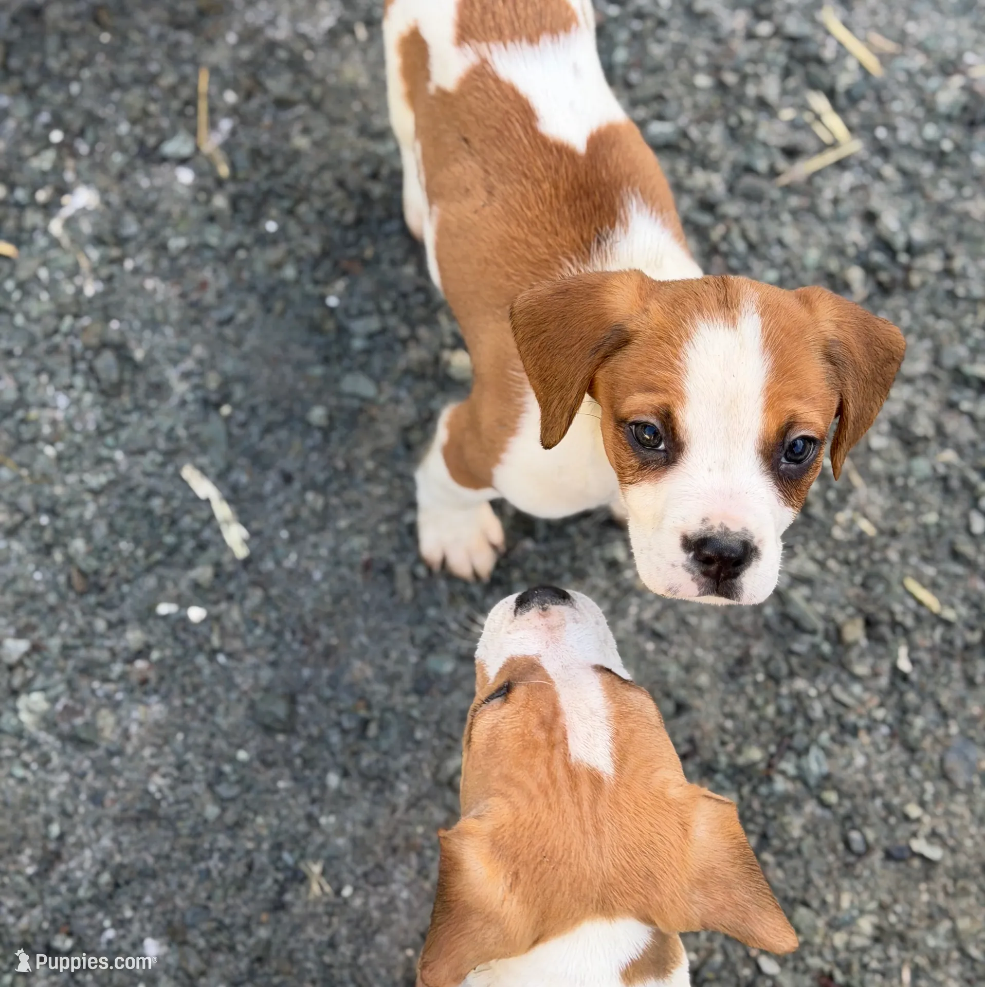 Beagle mix female Lilly