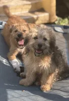 Vic, a male Yorkipoo and Havamalt for sale in Bellingham, WA – 2 of 4