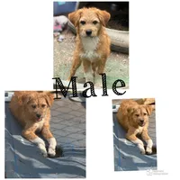 Vic, a male Yorkipoo and Havamalt for sale in Bellingham, WA – 5 of 5