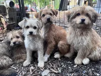 Bear, a male Havamalt for sale in Bellingham, WA – 5 of 5