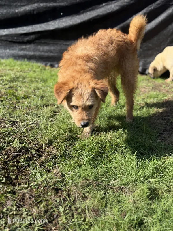 Vic – Yorkipoo, Havamalt puppy for sale in Bellingham, WA