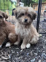 Bear, a male Havamalt for sale in Bellingham, WA – 4 of 5