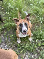 Female , a male Bull Terrier and American Bully for sale in Custer, WA – 5 of 6