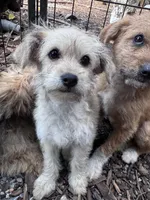 Xena, a male Yorkipoo and Havamalt for sale in Bellingham, WA – 3 of 3