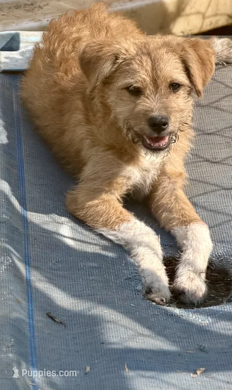 Vic – Yorkipoo, Havamalt puppy for sale in Bellingham, WA