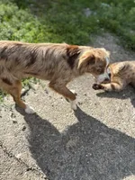 Roxy, a female Australian Shepherd for sale in Custer, WA – Photo 5 of 9