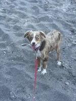 Roxy, a female Australian Shepherd for sale in Custer, WA – Photo 7 of 9
