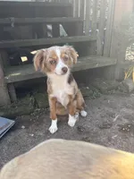 Roxy, a female Australian Shepherd for sale in Custer, WA – Photo 8 of 9
