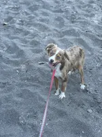 Roxy, a female Australian Shepherd for sale in Custer, WA – Photo 9 of 9