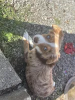Roxy, a female Australian Shepherd for sale in Custer, WA – Photo 2 of 9