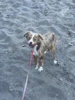 Roxy, a female Australian Shepherd for sale in Custer, WA – Photo 4 of 9