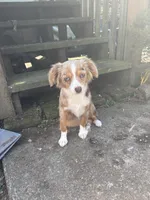 Roxy, a female Australian Shepherd for sale in Custer, WA – Photo 6 of 9