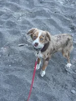 Roxy, a female Australian Shepherd for sale in Custer, WA – Photo 3 of 9