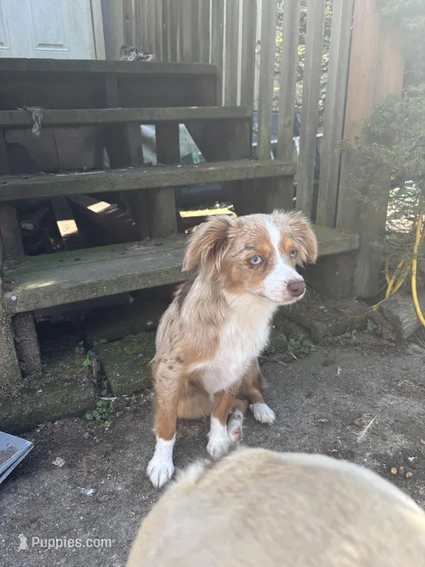 Roxy, a female Australian Shepherd for sale in Custer, WA – Photo 1 of 9