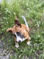 Female , a male Bull Terrier and American Bully for sale in Custer, WA – 4 of 6