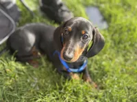 Dachshund Max, a male Dachshund for sale in Custer, WA – Photo 2 of 10