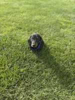 Dachshund Max, a male Dachshund for sale in Custer, WA – Photo 9 of 10