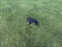 Dachshund Max, a male Dachshund for sale in Custer, WA – Photo 10 of 10