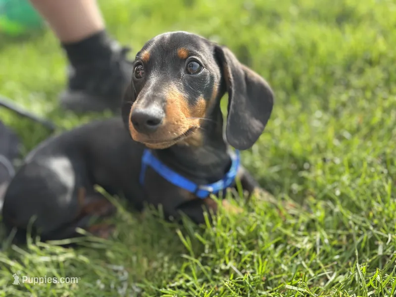 Dachshund Max, a male Dachshund for sale in Custer, WA – Photo 1 of 10