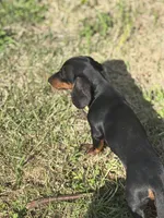 Dachshund Max, a male Dachshund for sale in Custer, WA – Photo 6 of 10