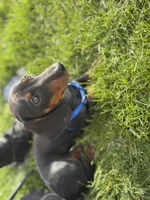 Dachshund Max, a male Dachshund for sale in Custer, WA – Photo 3 of 10