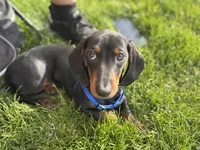 Dachshund Max, a male Dachshund for sale in Custer, WA – Photo 7 of 10