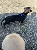 Dachshund Max, a male Dachshund for sale in Custer, WA – Photo 8 of 10