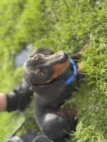 Dachshund Max, a male Dachshund for sale in Custer, WA – Photo 4 of 10