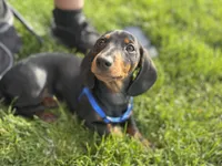 Dachshund Max, a male Dachshund for sale in Custer, WA – Photo 5 of 10