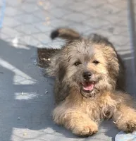 Lilly, a male Yorkipoo and Havamalt for sale in Bellingham, WA – 1 of 3