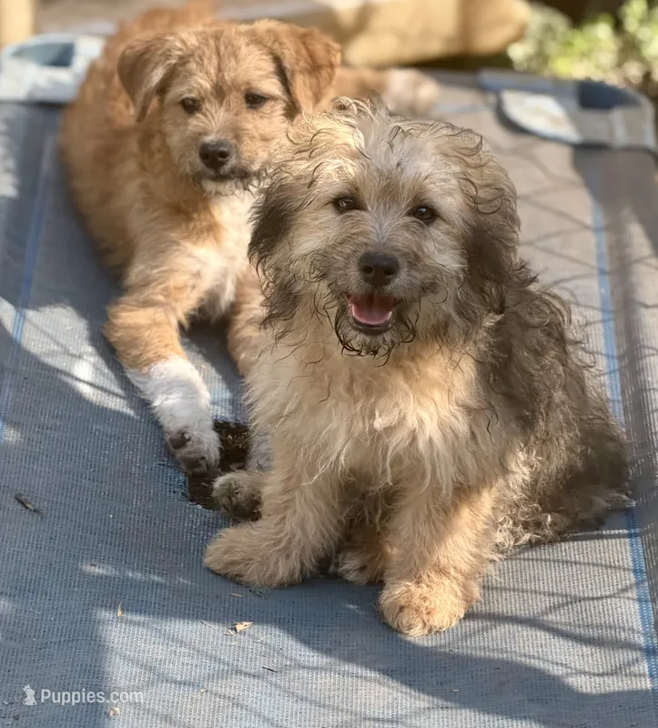 Lilly – Yorkipoo, Havamalt puppy for sale in Bellingham, WA