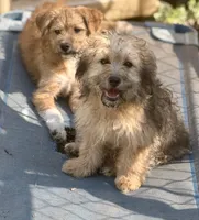 Lilly, a male Yorkipoo and Havamalt for sale in Bellingham, WA – 2 of 3