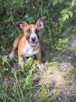 Female , a male Bull Terrier and American Bully for sale in Custer, WA – 3 of 6