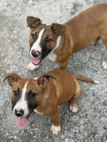 rocky, a male Bull Terrier and American Bully for sale in Custer, WA – 6 of 8